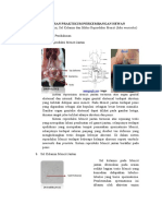 4 Sistem Reproduksi Sel Kelamin Dan Siklus Reproduksi Mencit