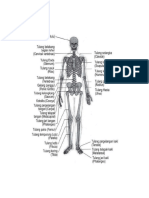 Materi Uk Anatomi Dan Fisiologi Sistem Muskuloskeletal