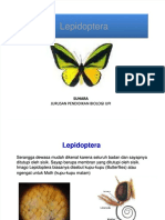 Lepidoptera