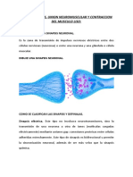 Tarea Sinapsis y Union Neuromuscular