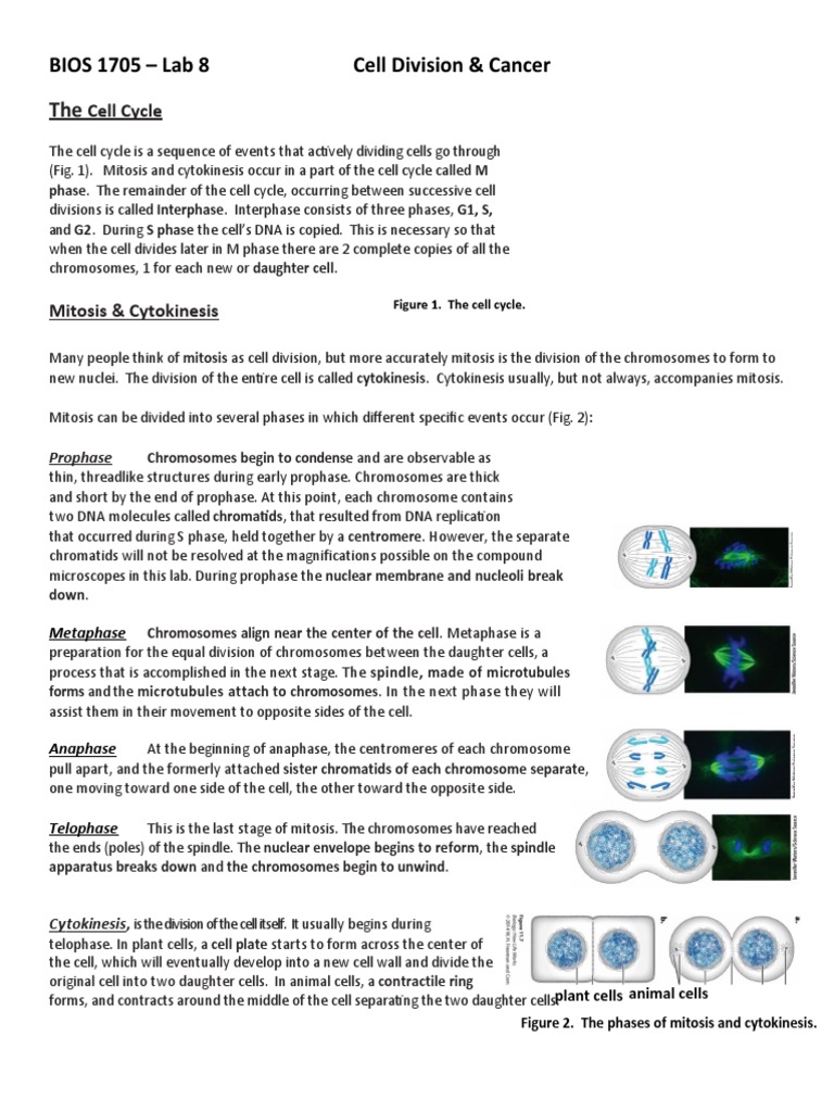 Cell Cycle, Mitosis, and Cancer Overview | PDF | Mitosis | Epidermis