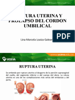 Utero y Cordon