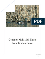 Moist Soil ID and Control