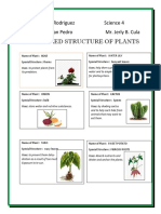 Specialized Structure of Plants: Brent Ezekiel V. Rodriguez Science 4 Grade 4-Lucio San Pedro Mr. Jerly B. Cula