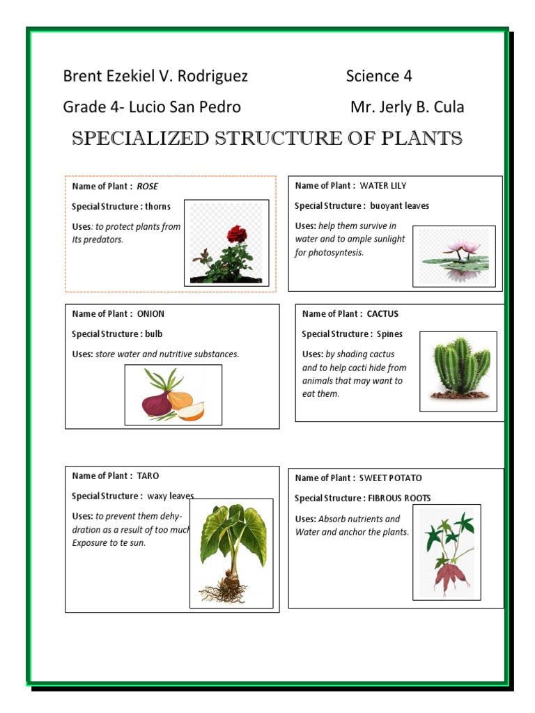 Specialized Structure of Plants: Brent Ezekiel V. Rodriguez Science 4