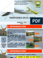 Mantodea Del Peru