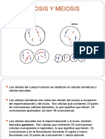 Mitosis y Meiosis