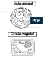 Células - Animal y Vegetal