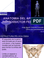 Anatomia Del Aparato Reproductor Femenino: Jorge Agustín Andrade Coronado Clínica de Ginecobstetricia 8.-A