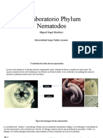 Prelaboratorio Phylum Nematodos