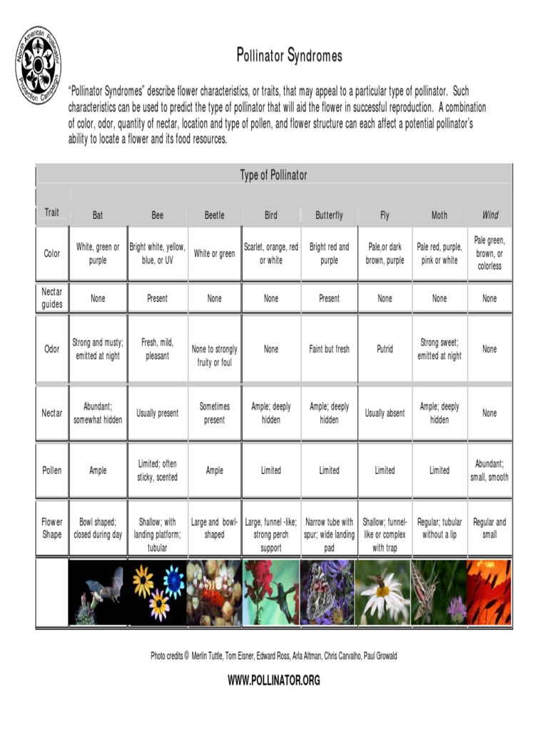 Pollinator Syndromes | PDF | Pollinators | Flowers