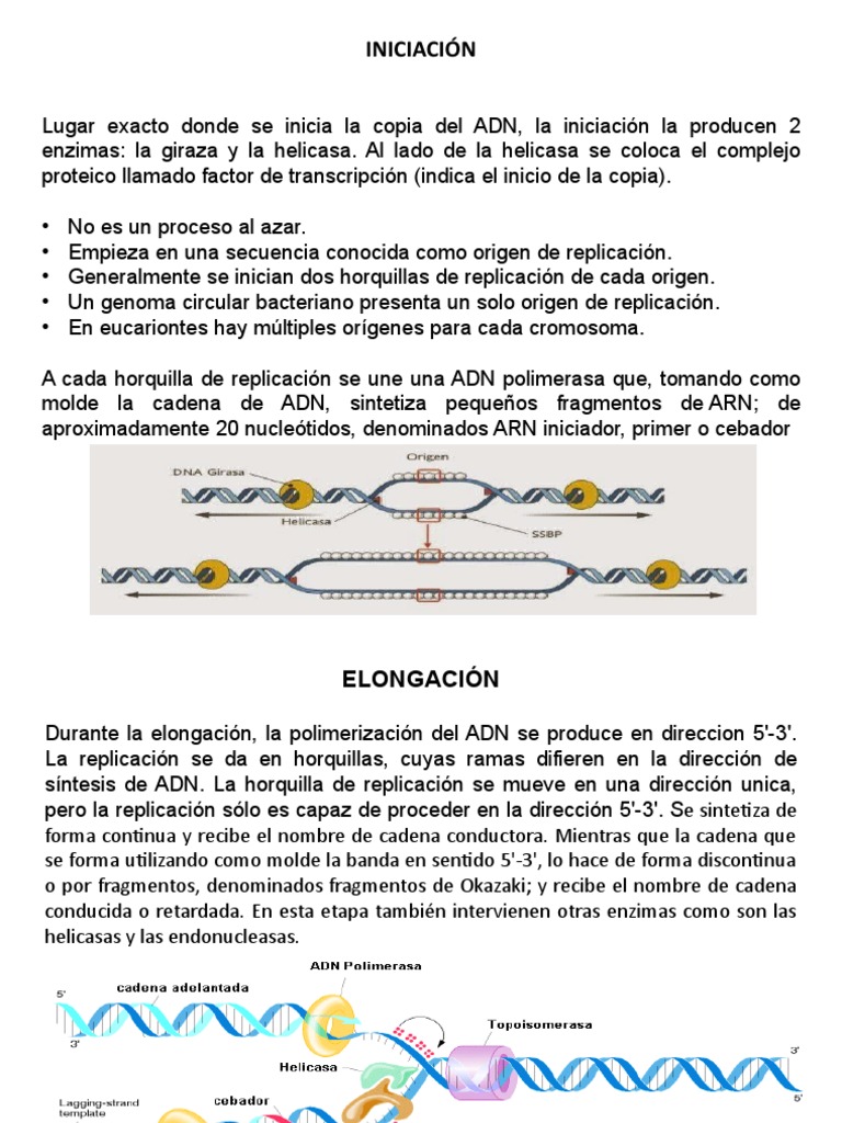 Proceso de Replicación del ADN: Etapas Clave | PDF | Replicación De Adn ...