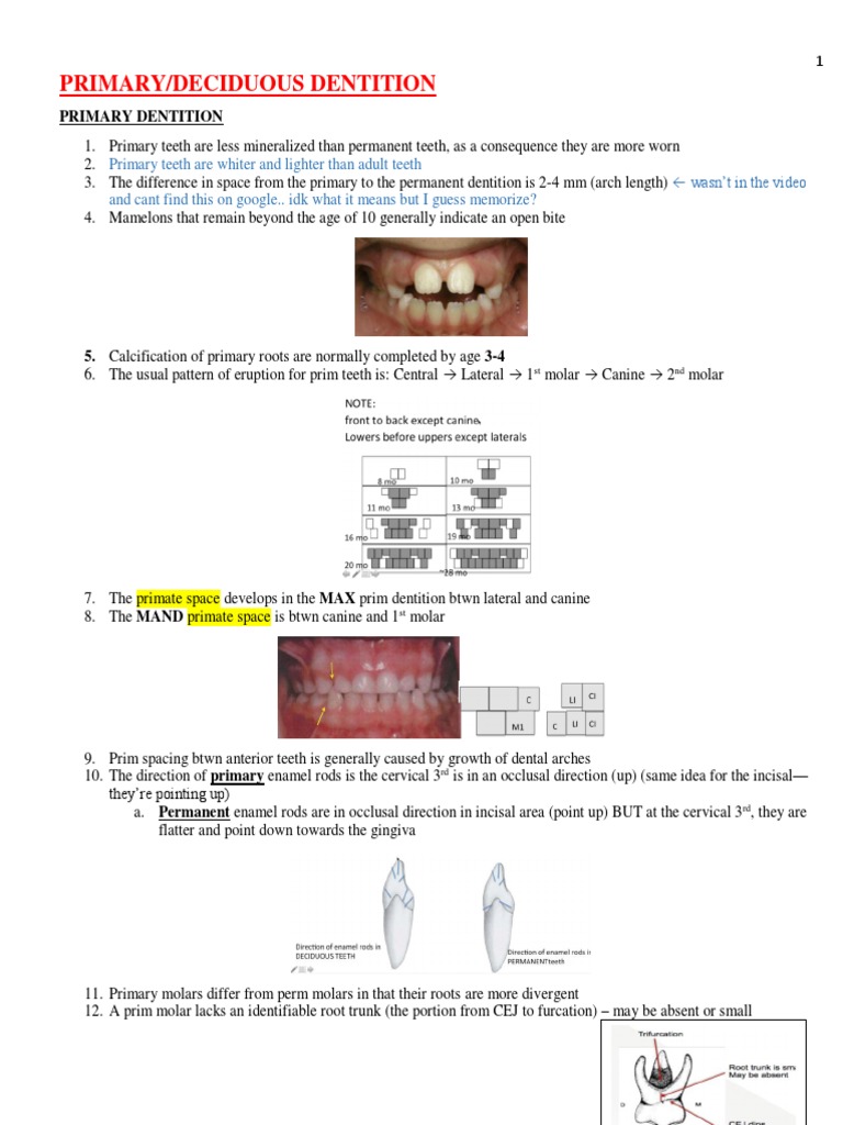 300 EDIT Dental Facts NBDE WITH PICTURES PDF Human Tooth Dentin