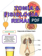 anatomiayfisiologiarenal-170620004517