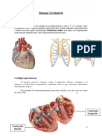 5 - sistema circulatorio