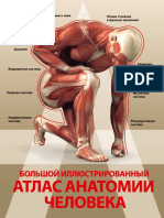 Большой Иллюстрированный Атлас Анатомии Человека (PDFDrive)
