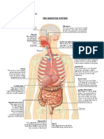 The Digestive System: Activity 1 Draw Those Organs