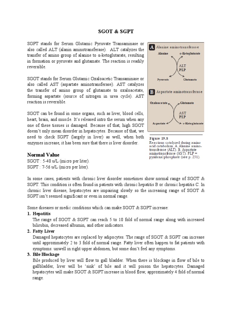 Sgot & SGPT | PDF | Alanine Transaminase | Transaminase