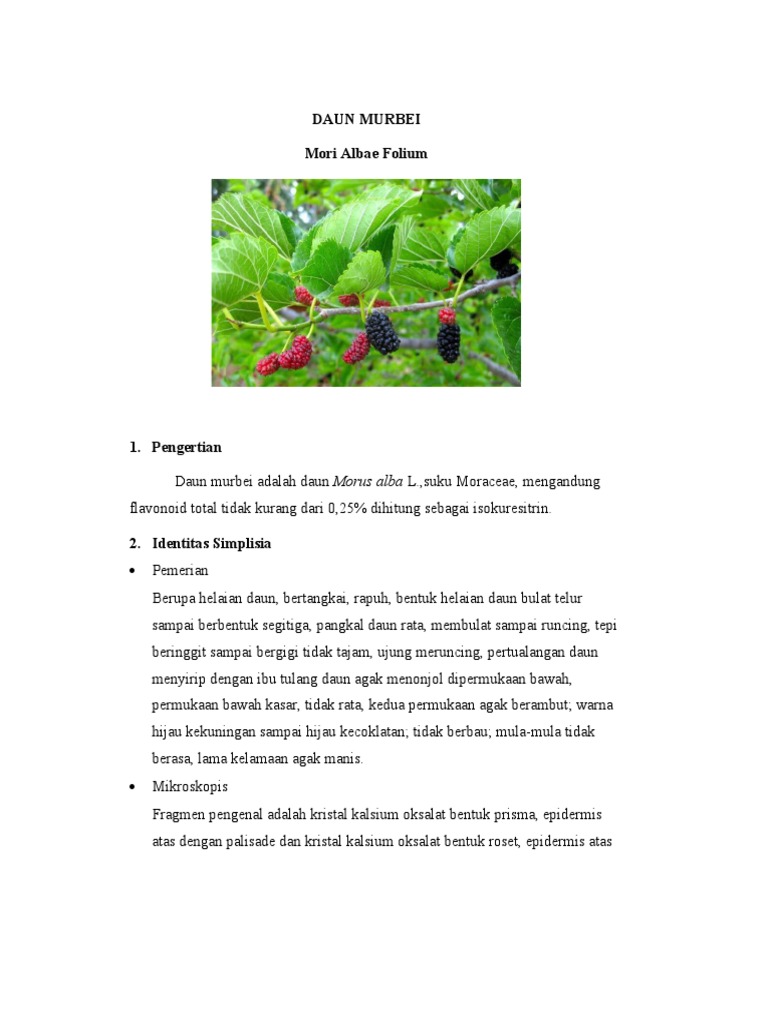 Khasiat dan Kandungan Daun Murbei | PDF | Griya & Taman | Sains ...