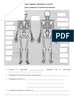 функција на скелетот