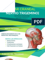 Nerviotrigmino 170605175110