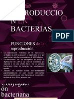 Presentacion Reproduccion en Bacterias