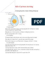 Tìm hiểu về protein của trứng