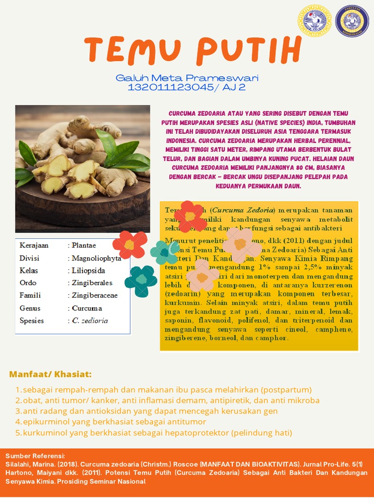 Khasiat dan Manfaat Temu Putih | PDF