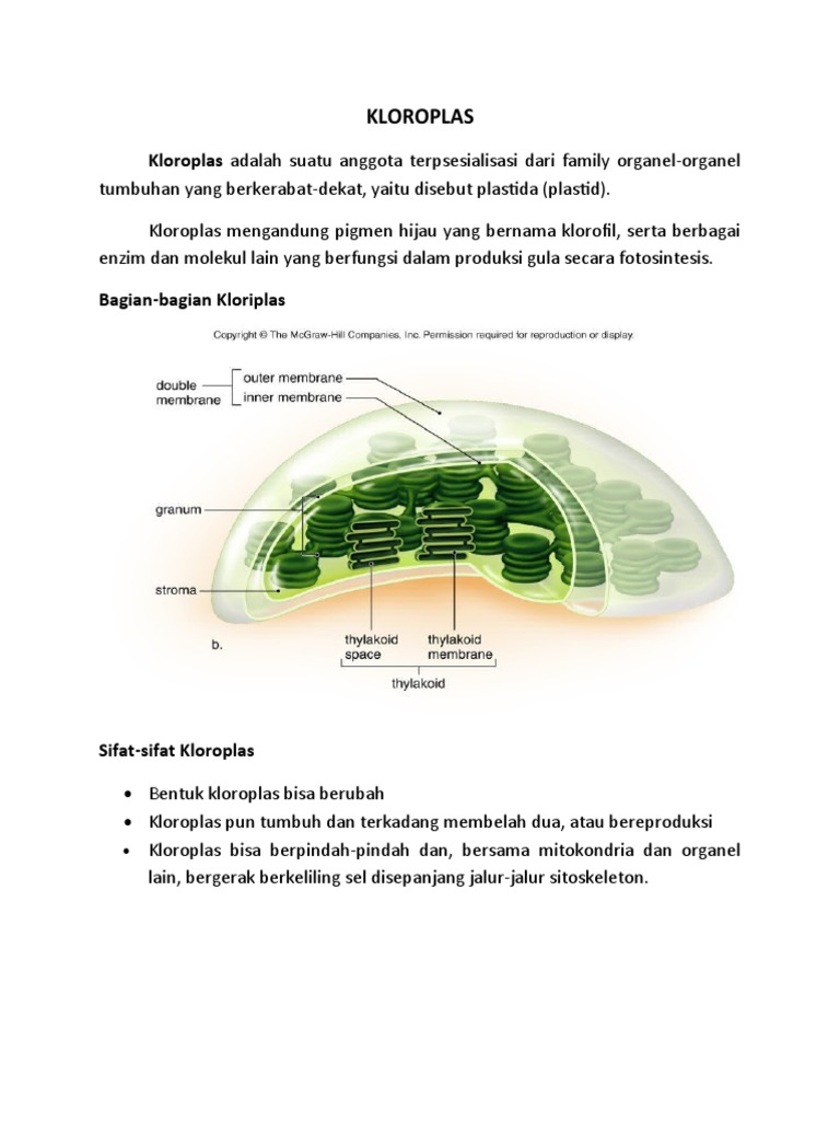 Kloroplas: Fungsi dan Sifatnya dalam Tumbuhan | PDF | Griya \u0026 Taman |  Kesehatan Holistik, image size:768x1024