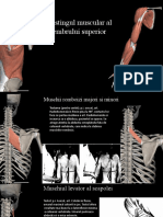 Testingul Muscular Membrul Superior