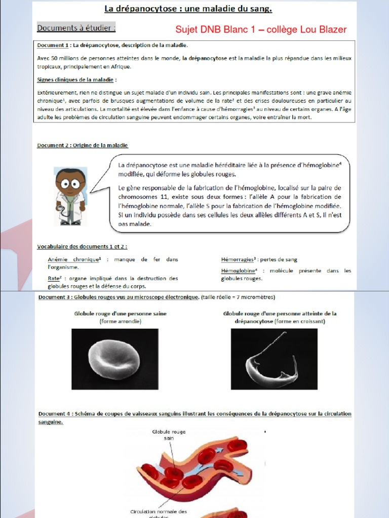 Sujet Et Corrigé Brevet Svt Pdf 2022 DNB-blanc SVT | PDF | Génotype | Phénotype
