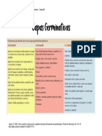 Capas Germinativas