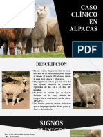 Caso Clínico en Alpacas - D