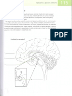 C. Tarea 1 Cuerpos Mamilares(1)