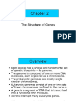 Struktur of Genes