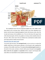 8 Mandibular Nerve