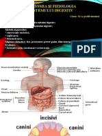 L 7.1. Anatomia Si Fiziologia Sistemului Digestiv 1 (1)