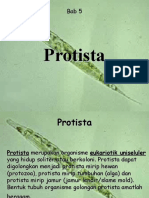 PROTISTA