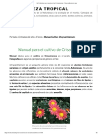 ► Cuidados que requieren los Crisantemos, Chrysanthemum spp