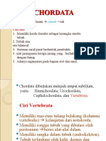 Chordata Klasifikasi