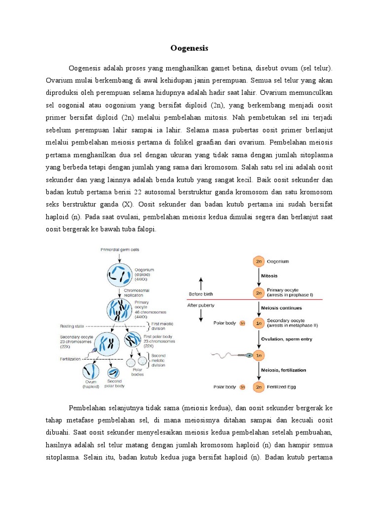 Materi Oogenesis | PDF