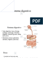 17 Sistema digestivo