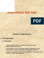 Sistem Reproduksi Laki-Laki