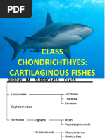 Class Chondrichthyes: Cartilaginous Fishes