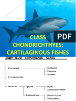 Class Chondrichthyes: Cartilaginous Fishes