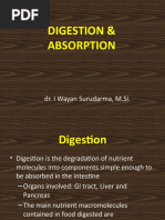 Digestion & Absorption: Dr. I Wayan Surudarma, M.Si