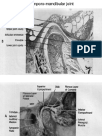 temporo-mandibular joint