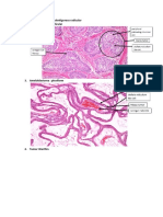 Pathology of Liver, Colon, and Oral Cavity Lesions