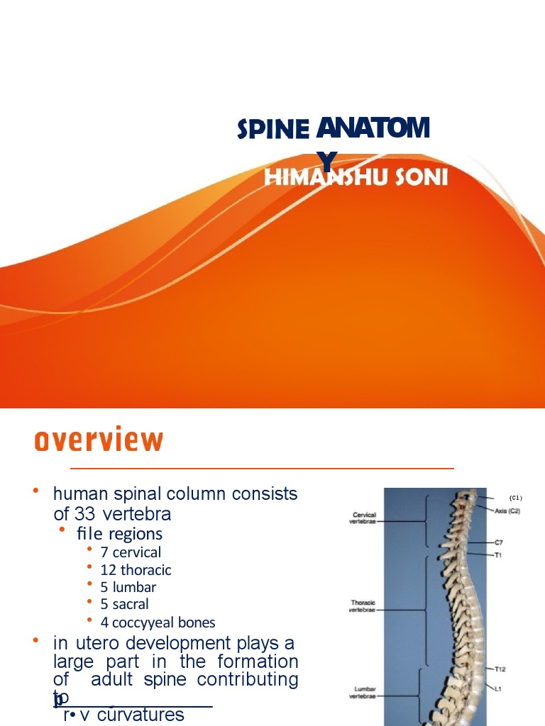 Cervical Spine Anatomy Overview | PDF | Vertebra | Vertebral Column