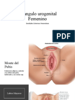 Triángulo Urogenital Femenino